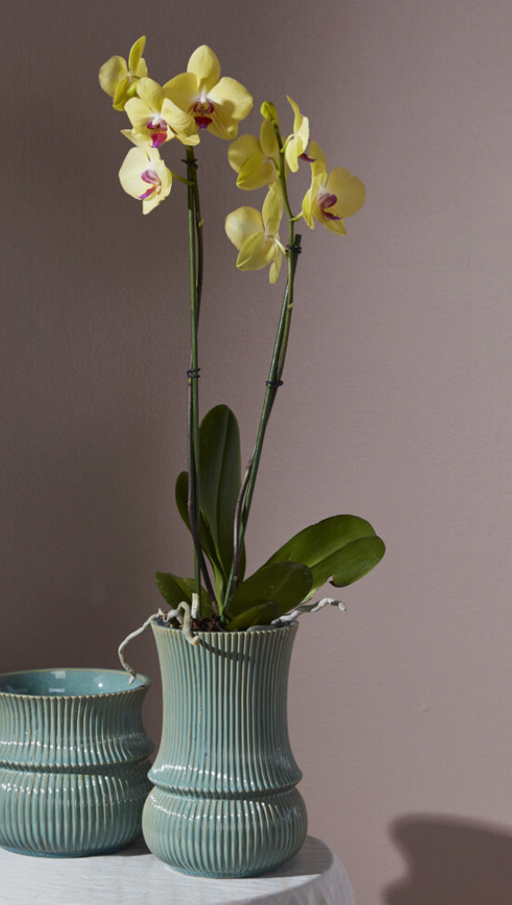 Single Large Orchid